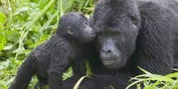 Baby Gorilla having time with gorilla mother.