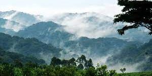 Fogged misty forest of Bwindi