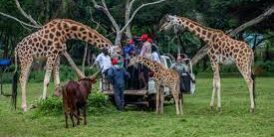 giraffe UWEC names Baby Giraffe Diamond