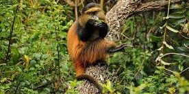 Golden monkey in mgahinga park