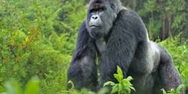 A silverback in Bwindi forest.