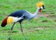 crey crowned crane.