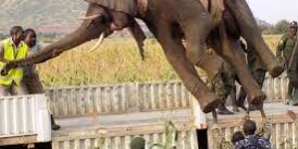 Elephants spotted in local communities property.
