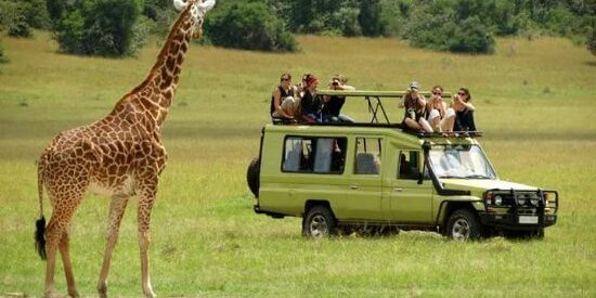 Game viewing in Queen Elizabeth national park