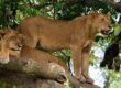 Lion climbing trees in Ishasha sector in Queen Elizabeth park