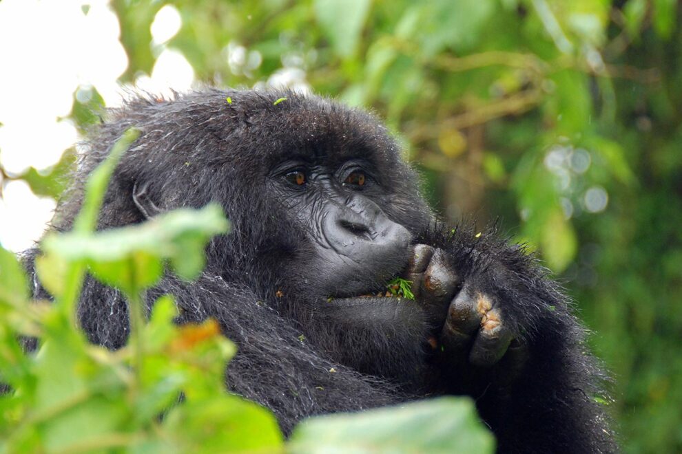 mountain Gorilla in Bwindi impenetrable national park