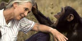 Dr Jane Dr Goodall celebating 25 years of chimps in Ngamba sanctuary