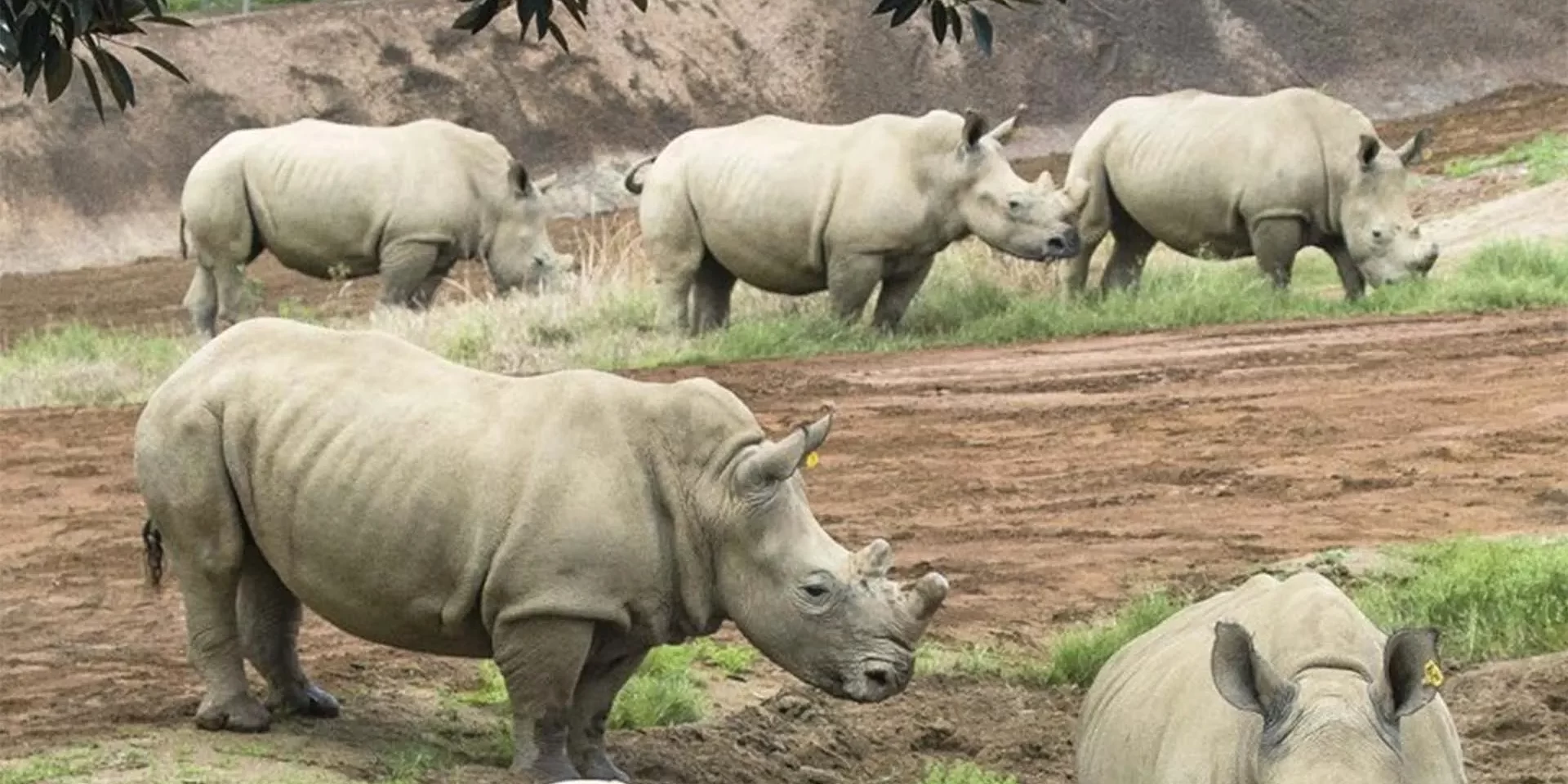 Rhino sanctuary in Northern part of Uganda Rhino sanctuary in Northern part of Uganda