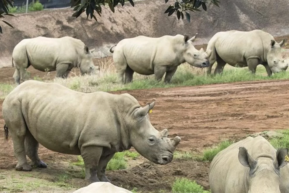 Rhino sanctuary in Northern part of Uganda
