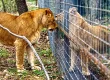 UWEC lions cage program is opposed