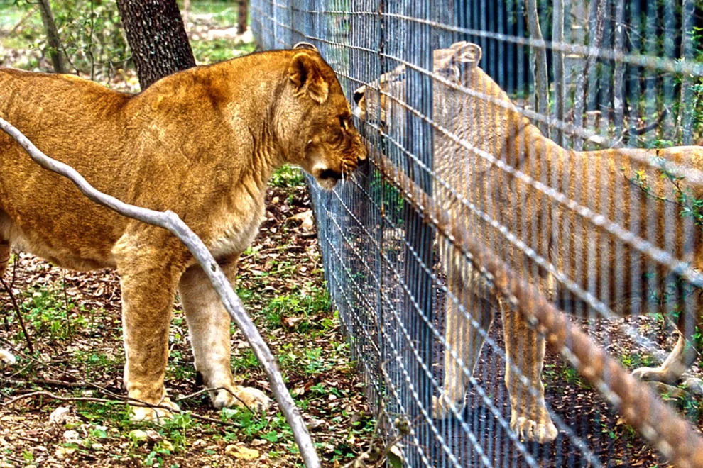 UWEC lions cage program is opposed