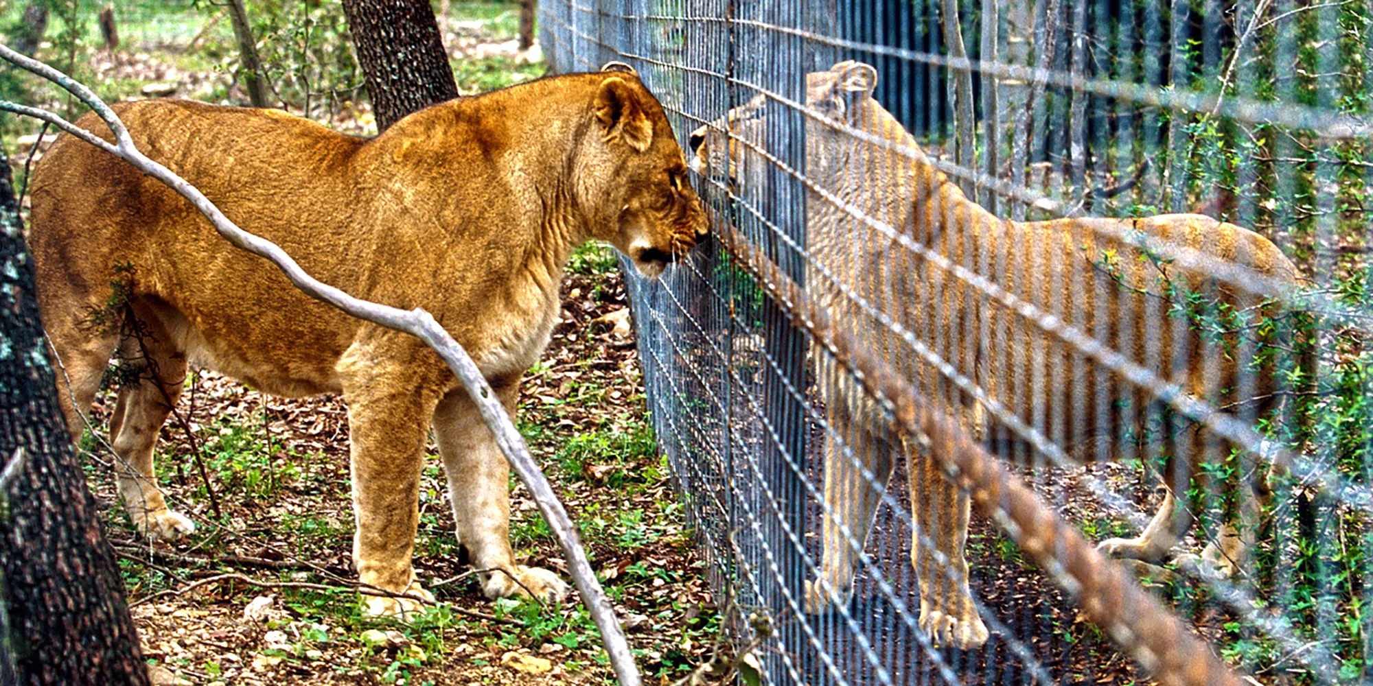 UWEC lions cage program is opposed