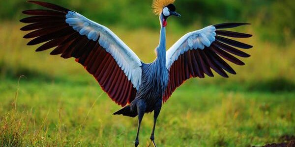 Grey crested Crane bird species in Lake Mburo park