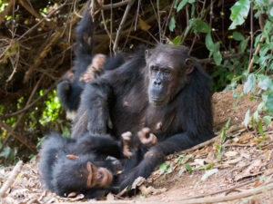 Chimpanzee tracking in kibale forest