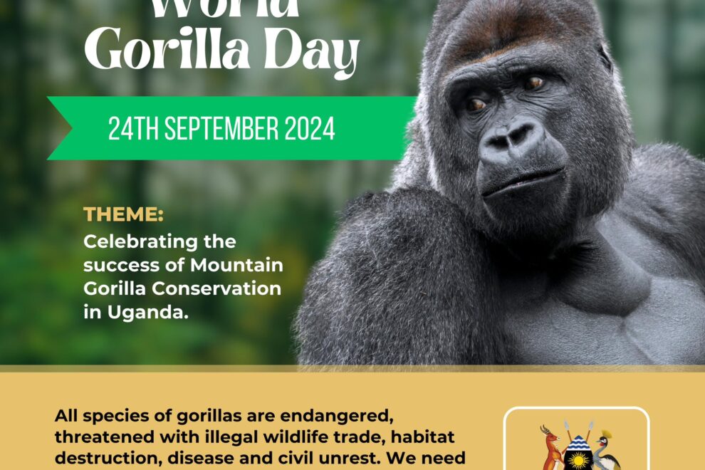 celebrating the success of mountain gorilla conservation in Uganda