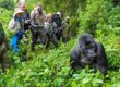 Gorilla trekking in Uganda