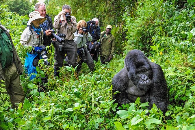Gorilla trekking in Uganda