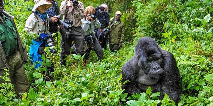 Gorilla trekking in Uganda