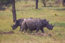 Rhinos in Ajai wildlife Reserve