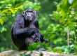 chimpanzees in kibale national park.