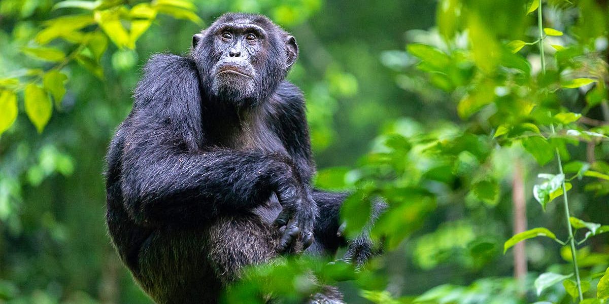 chimpanzees in kibale national park.