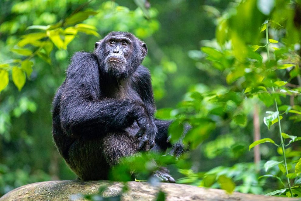 chimpanzees in kibale national park.